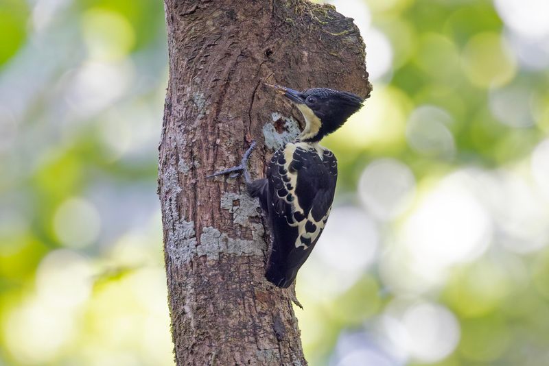 Heart-spotted Woodpecker.   Goa