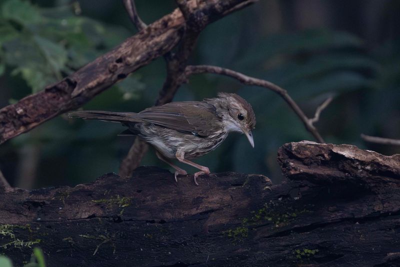 Puff-throated Babbler.     Goa,India
