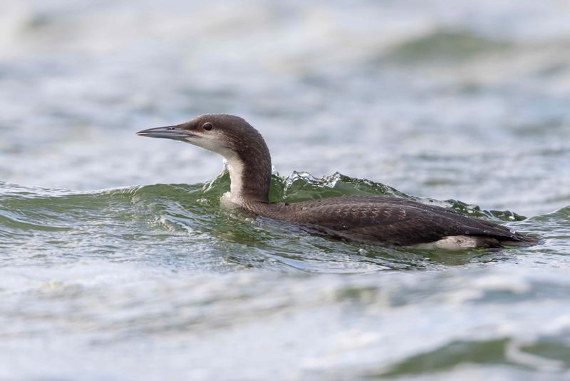 Black-throated Diver.    England