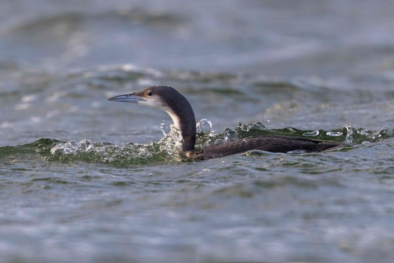Black-throated Diver.    England