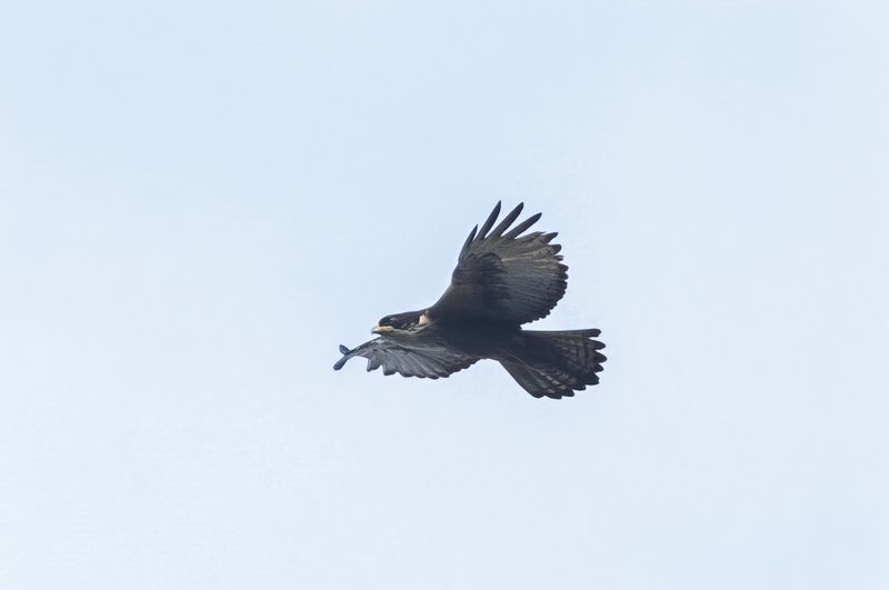 Rufus-bellied Eagle.   Goa,India