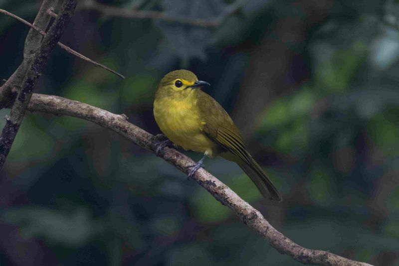 Bulbul,Yellow-browed 