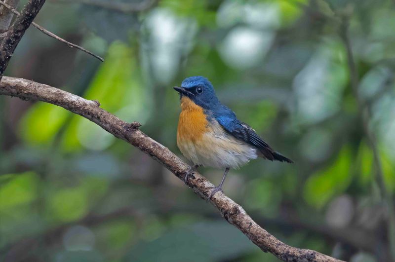 Tickell's Blue Flycatcher   Goa,India