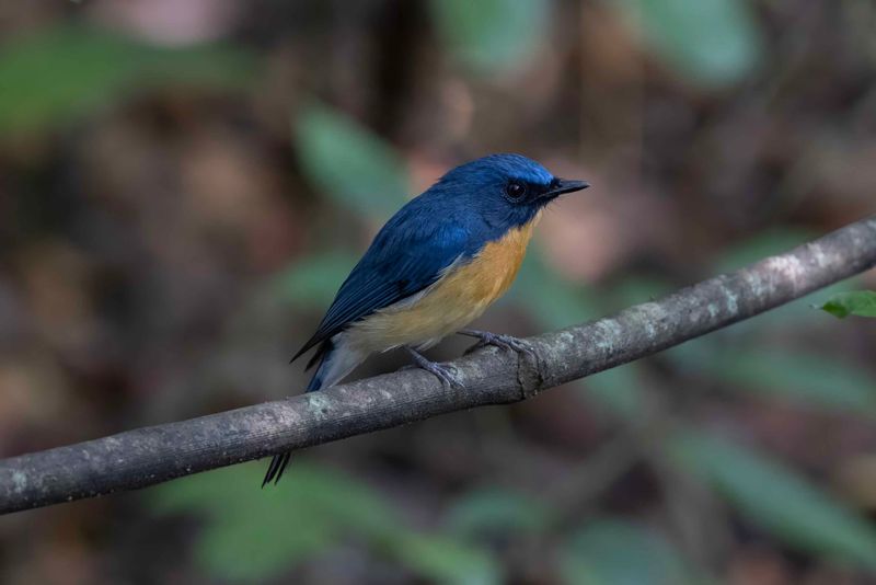 Flycatcher,Tickell's Blue 