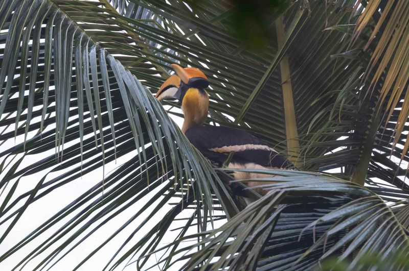 Great Hornbill.   Goa,India