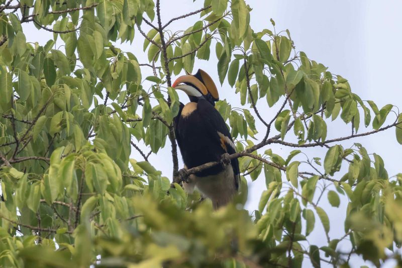 Great Hornbill.   Goa,India