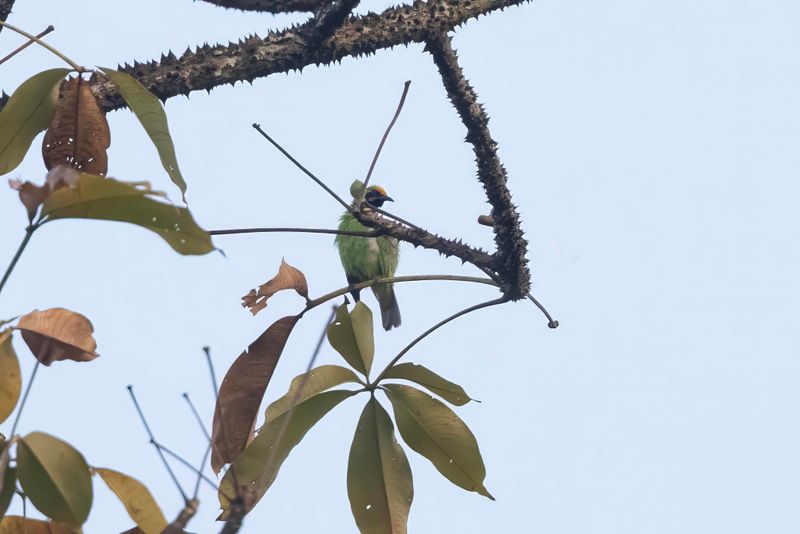 Golden-fronted Leafbird.   Goa,India