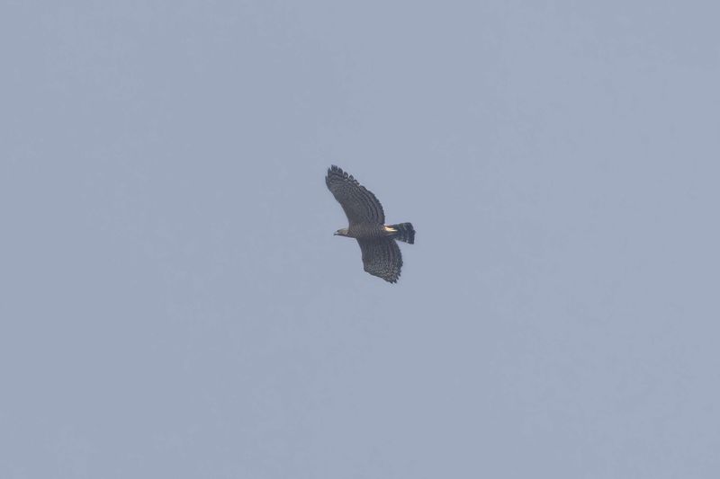 Legge's Hawk-Eagle.   Goa,India