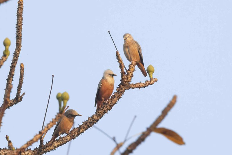 Malabar Starling.  Goa,India