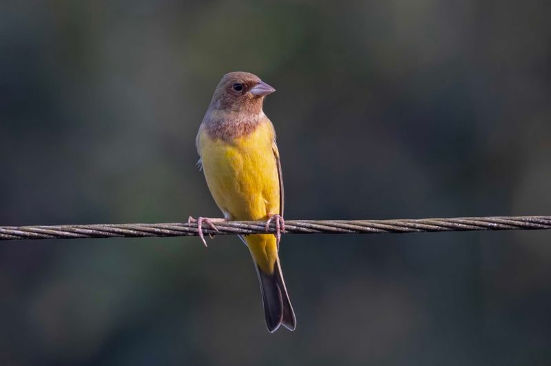 Red-headed Bunting.   Goa,India