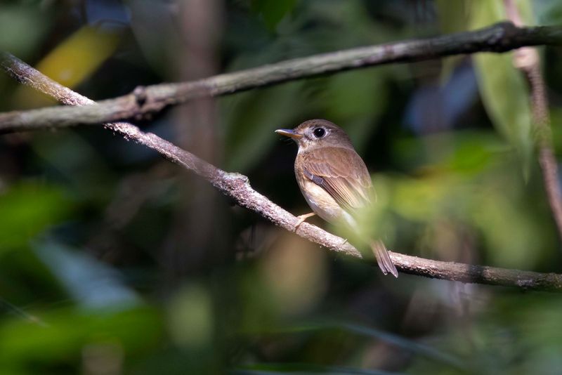 Flycatcher, Brown-breasted