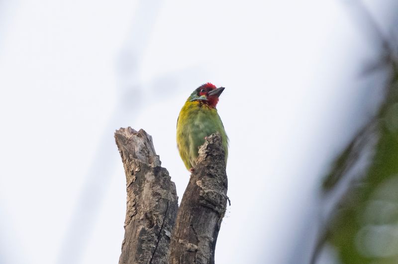 Malabar Barbet.     Goa,India