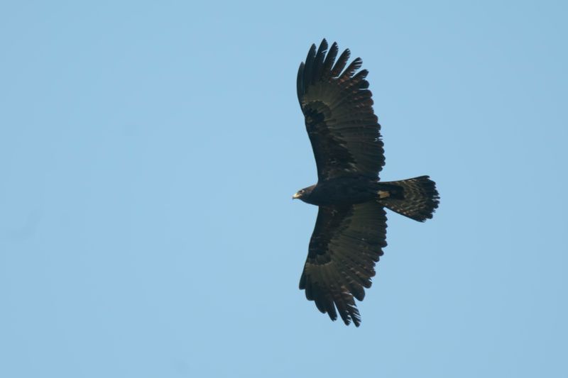 Eagle, Black