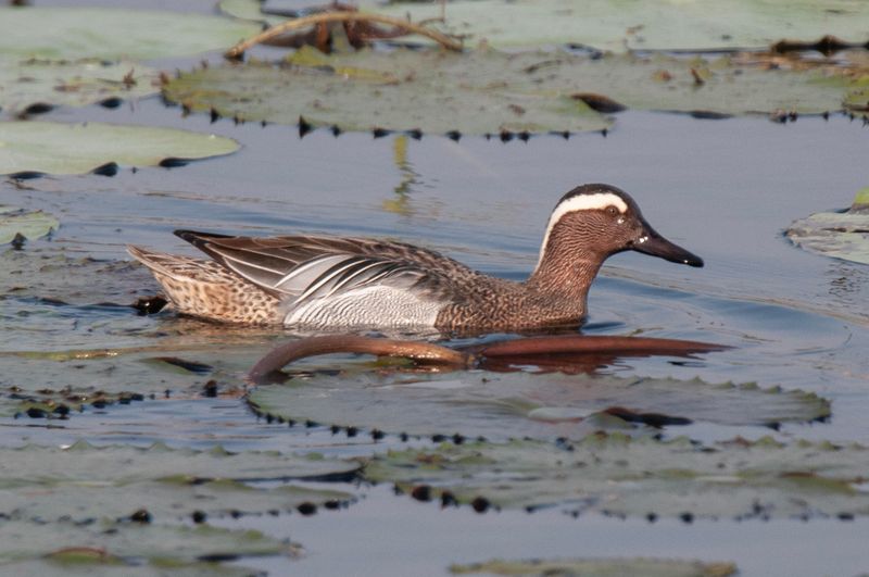 Garganey  Tamil Nadu,India