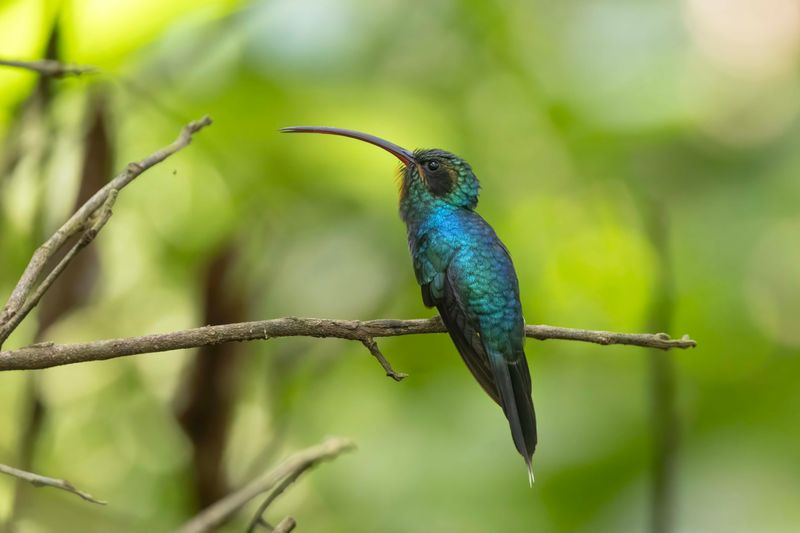 Hummingbird,Green Hermit