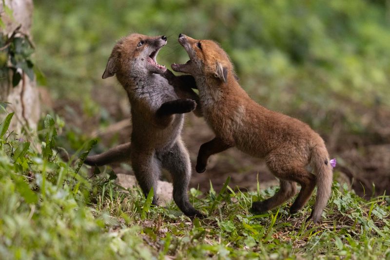 Fox cub  Wales