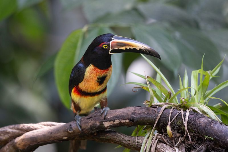 Birds of Costa Rica