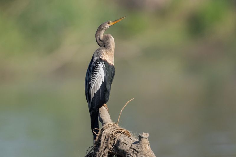 Anhinga