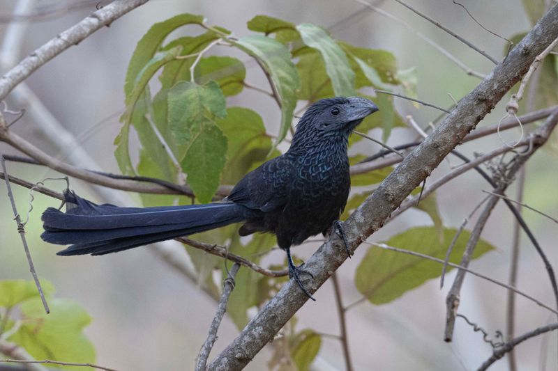 Groove-billed Ani