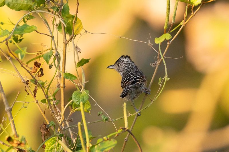 Barred Antshrike.jpg