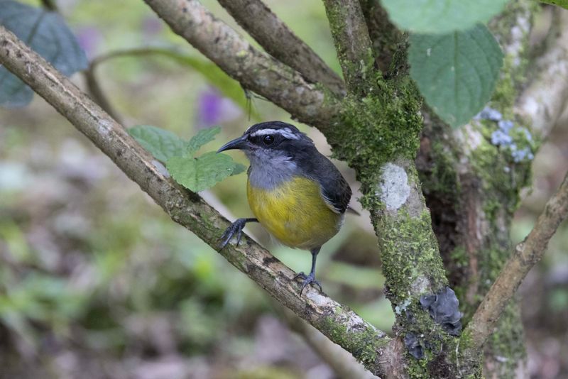 Bananaquit