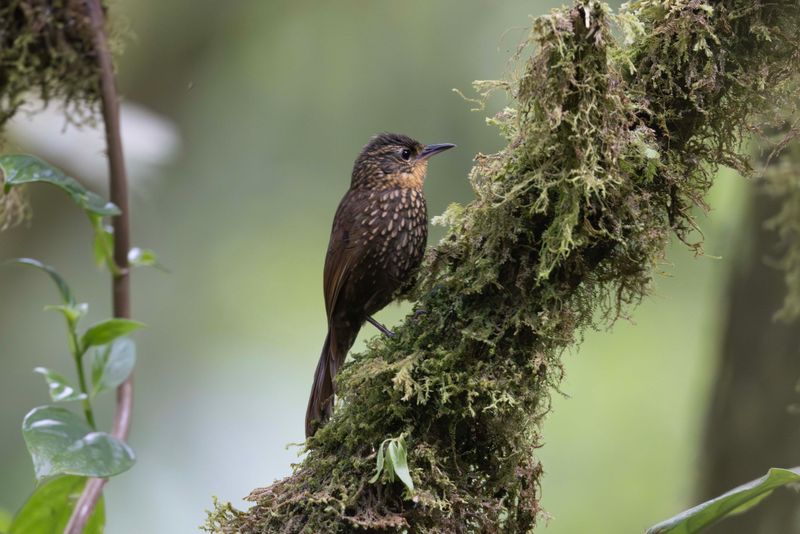 Spotted Barbtail