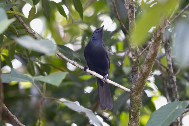 Melodious Blackbird