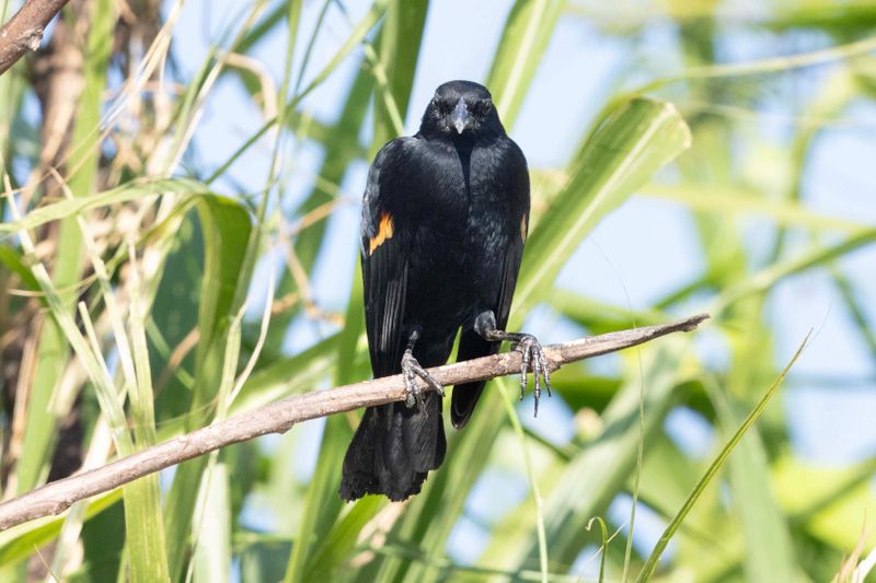 Red-shouldered Blackbird