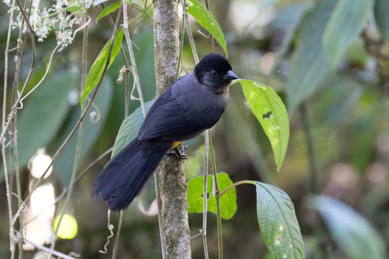 Yellow-thighed Brushfinch