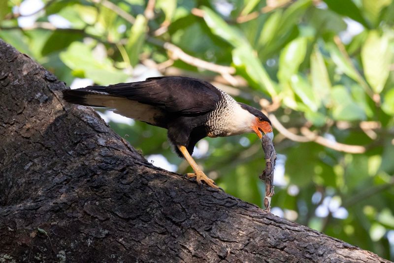 Crested Caracara