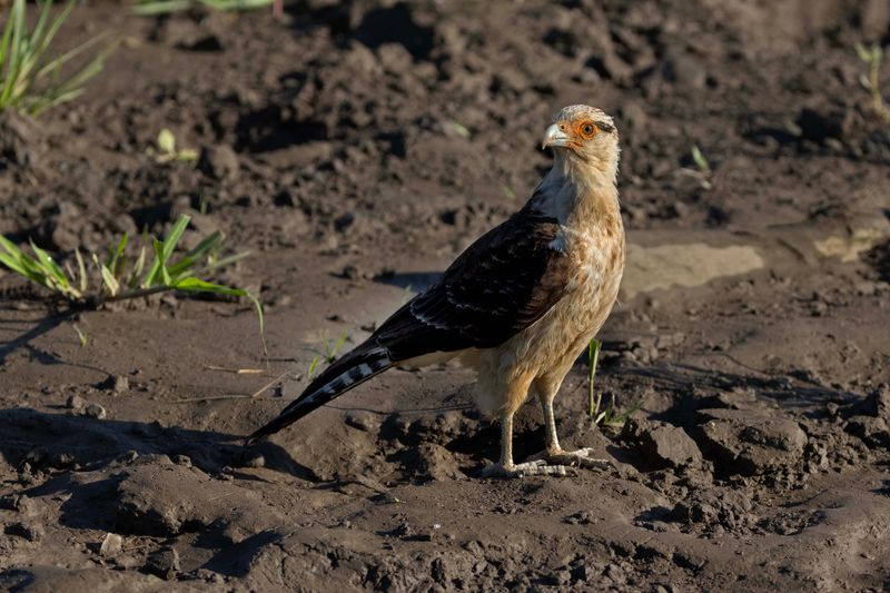 Yellow-headed Caracara