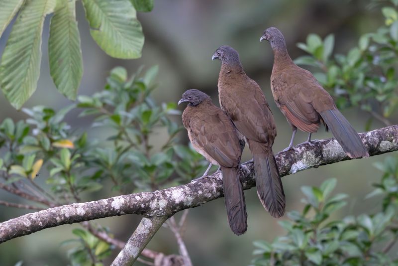 Grey-headed Chacalaca