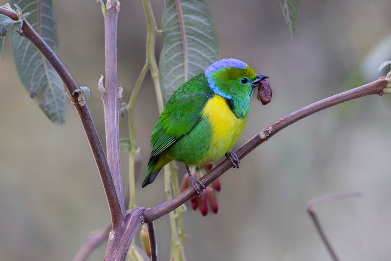 Chlorophonia,Golden-browed 