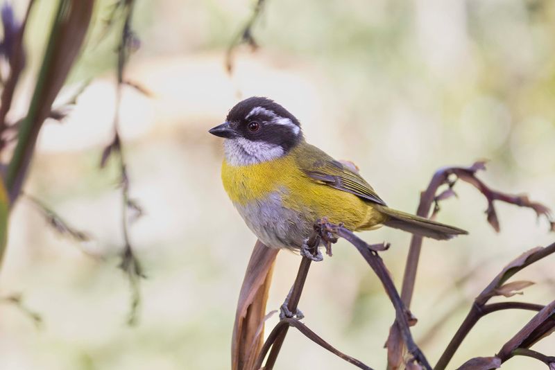 Sooty-capped Chlorospingus