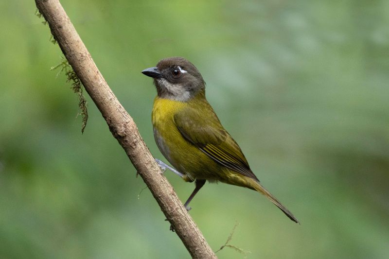 Common Chlorospingus