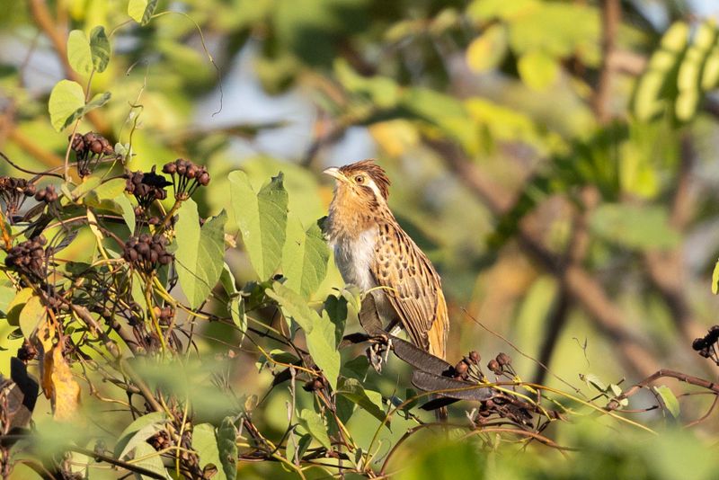 Striped Cuckoo.jpg