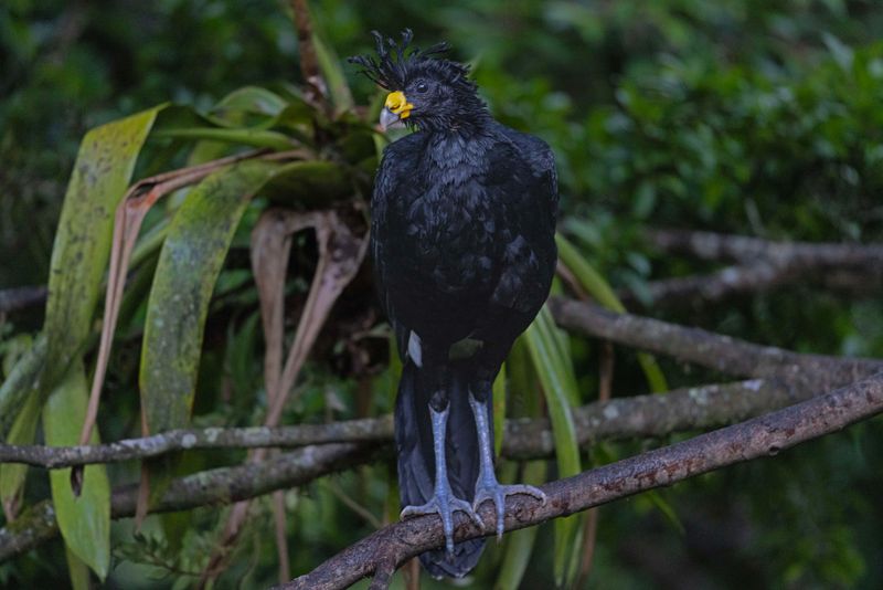 Great Currasow.