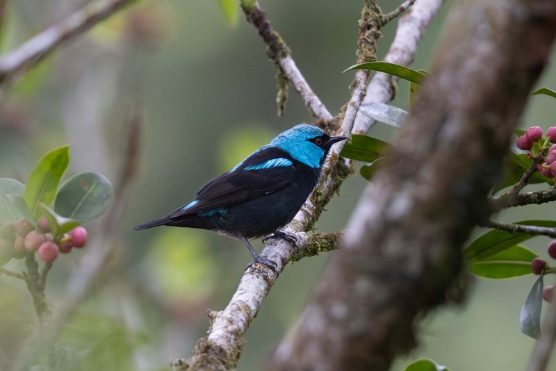 Scarlet-thighed Dacnis.