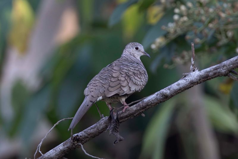 Inca Dove