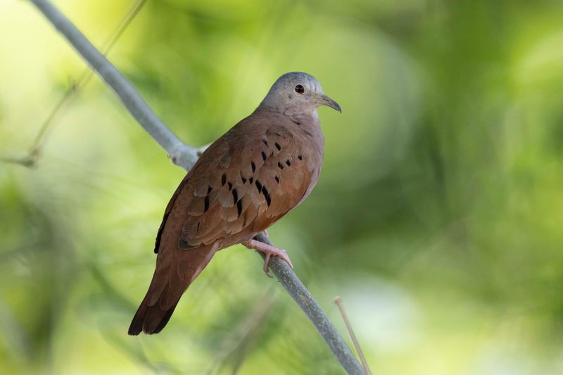 Ruddy Ground Dove.jpg