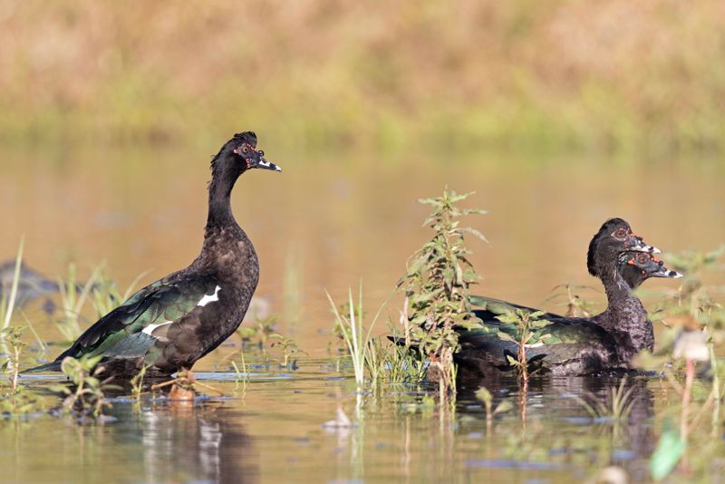 Muscovey Duck