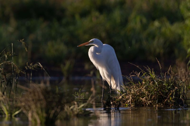 Great Egret