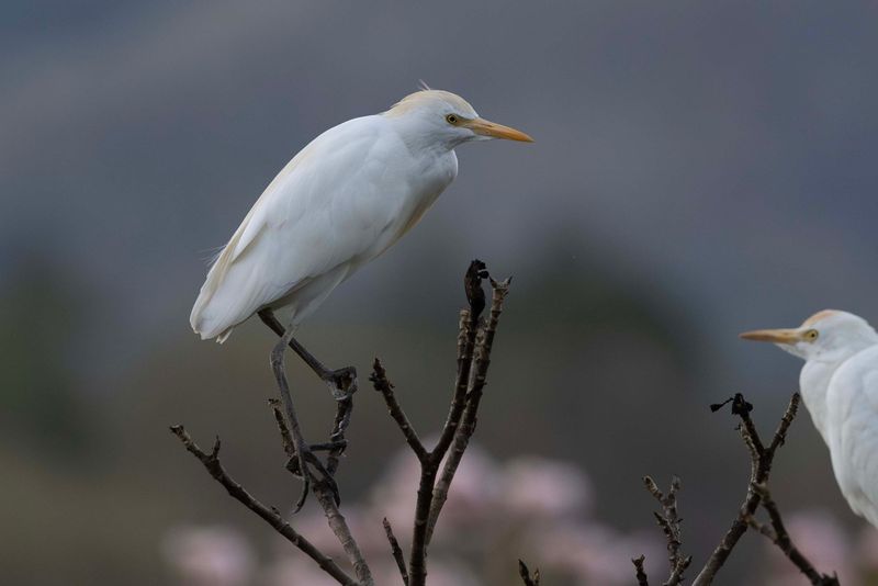 Cattle Egret