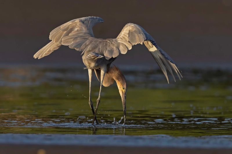 Reddish Egret