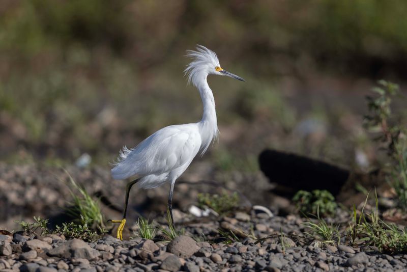 Snowy Egret