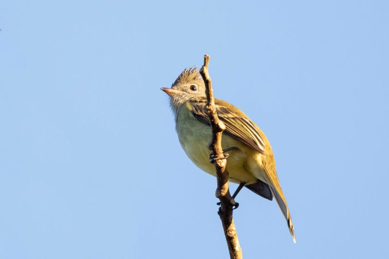 Elaenia,Yellow-bellied