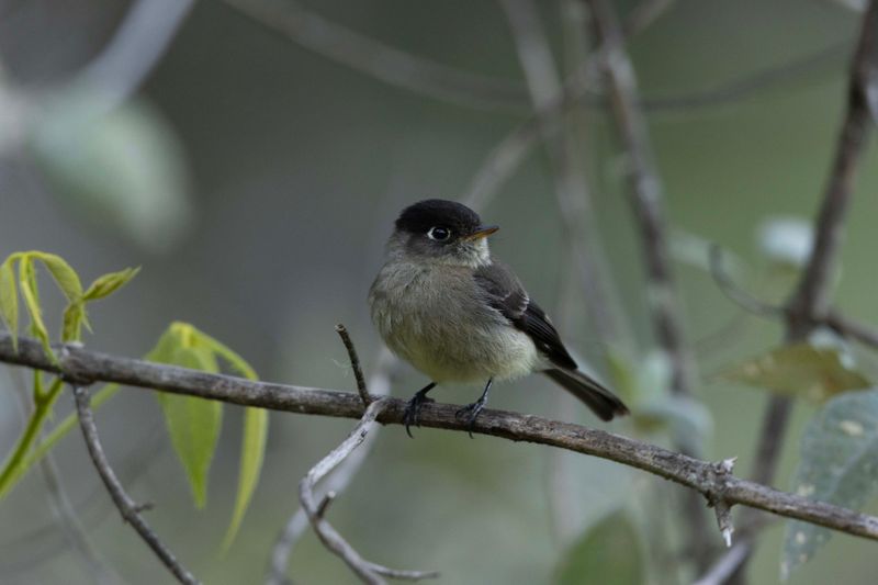 Black-capped Flycatcher