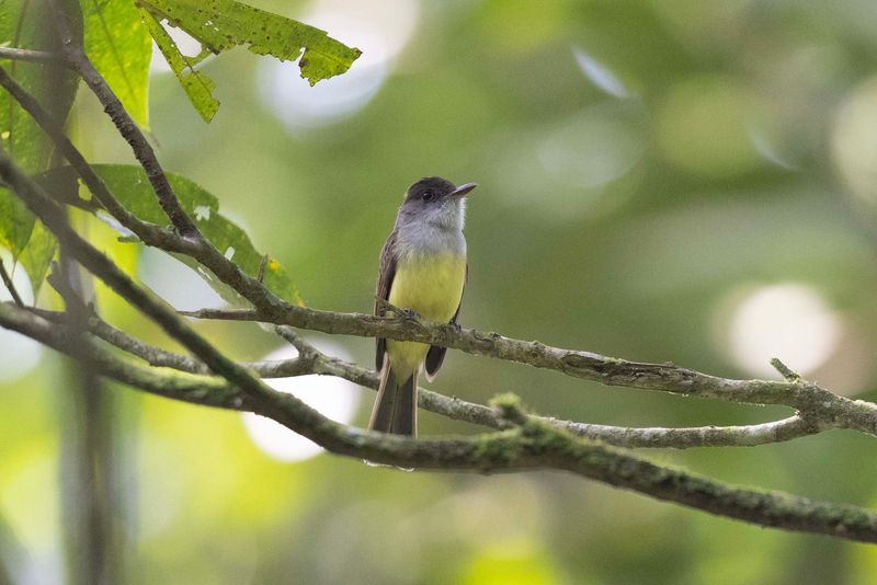 Dusky-capped Flycatcher.