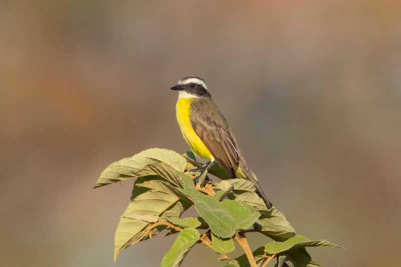 Flycatcher,Social 