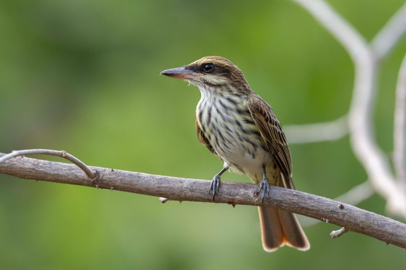 Streaked Flycatcher